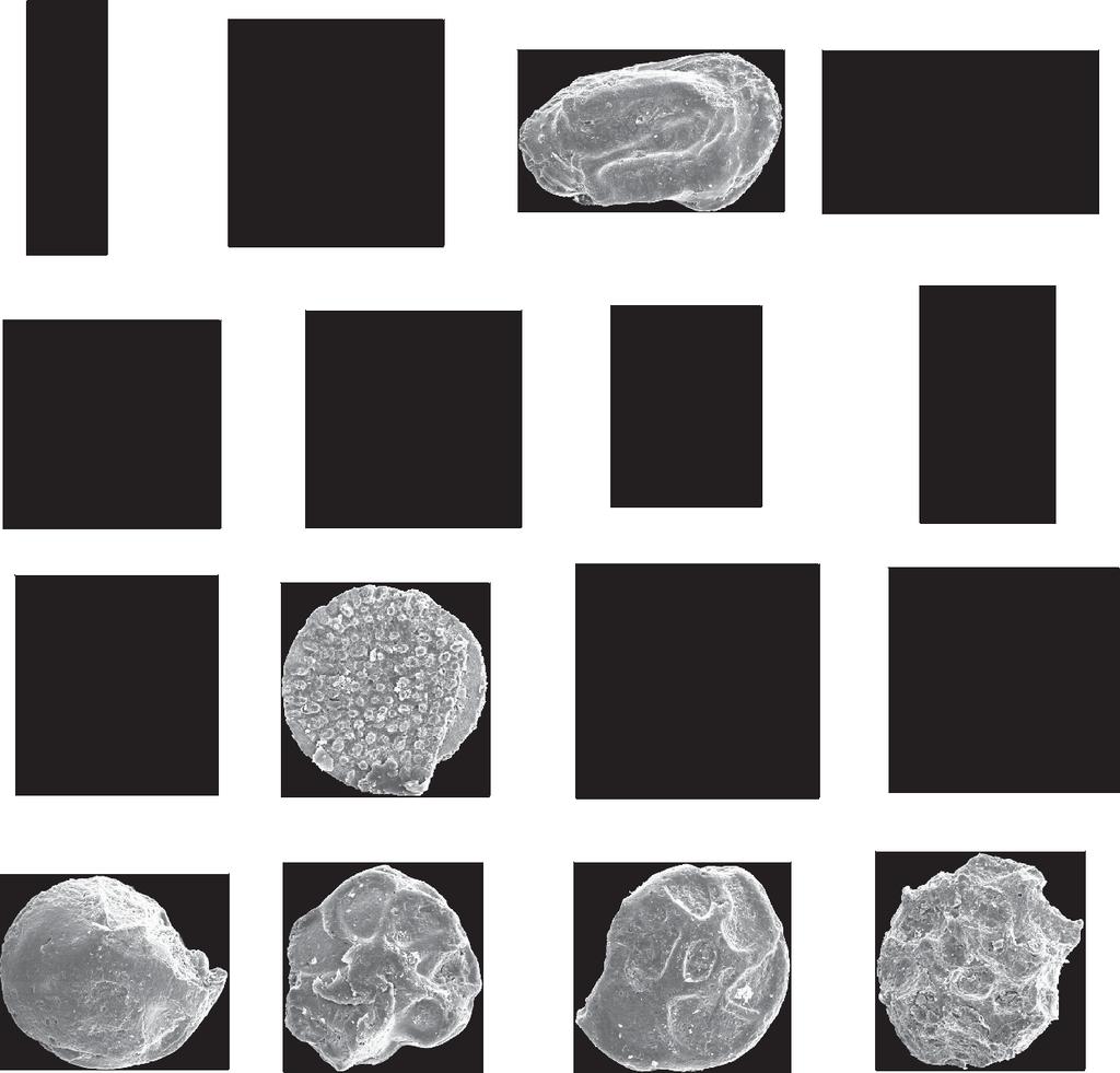 Przegl¹d Geologiczny, vol. 58, nr 12, 2010 A E F M H G J I D C B N K L O P Ryc. 6. Otwornice i ma³ oraczki charakterystyczne dla wydzielonych formacji; skala = 0,1 mm Fig. 6. Foraminifers and ostracods typical for distinguished formations; scale bar = 0.