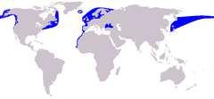 1.2.4. Pringel (Phocoena phocoena, L.) Üldandmed: suurus: umbes 150 cm, 50 kg. Eestis elab pringleid 100-230 isendit. 20. sajandi algul oli Läänemeres pringleid umbes 10 000 isendit, nüüd umbes 600.