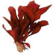 1.5.6. Punavetikad (Rhodophyta) Punavetikad kasvavad meredes sügavamal kui pruunvetikad, sest nad ei vaja nii palju valgust. Värvus varieerub roosast tumepunaseni.