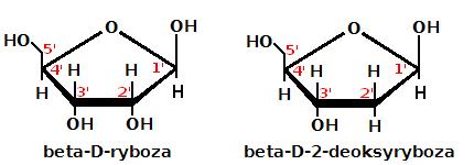 Podstawowe zagadnienia biologii molekularnej i chemii 24 Rysunek 3.4: Cukry (źródło: Wikipedia) Rysunek 3.