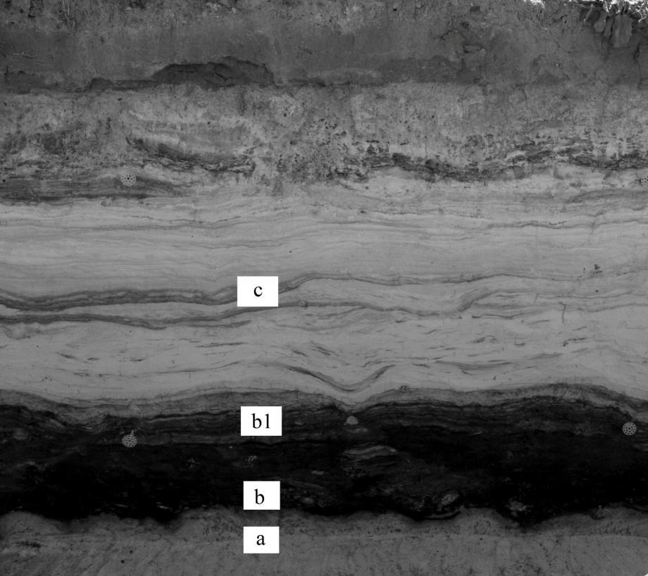 Juliusz Twardy CECHY LITOLOGICZNE OSADÓW I ICH INTERPRETACJA W ścianach wykopu odsłonięto trójdzielną sekwencję osadów mineralnych i biogenicznych o blisko trzymetrowej metrowej miąższości (fot. 1).