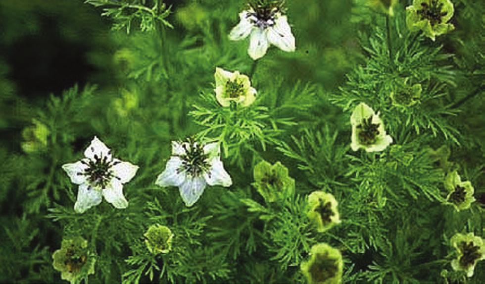 Tadeusz Wolski, Agnieszka Najda, Katarzyna Wolska-Gawron są: czarnuszka siewna (Nigella sativa L.),