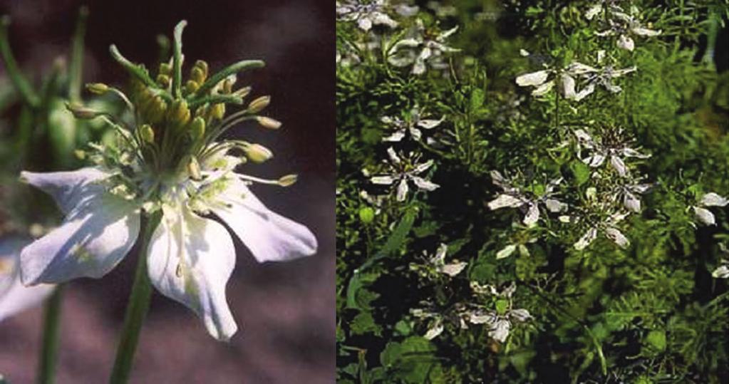 W Polsce uprawiana jest prawie wyłącznie czarnuszka siewna, dobrze plonująca w południowych rejonach (2), natomiast czarnuszka damasceńska (Nigella damascena L.