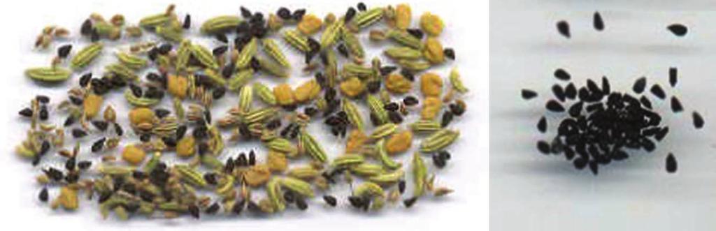 Zawartość lipidów i olejku eterycznego oraz właściwości biologiczne nasion czarnuszki siewnej (Nigella sativa L.) a Ryc. 3a, b.