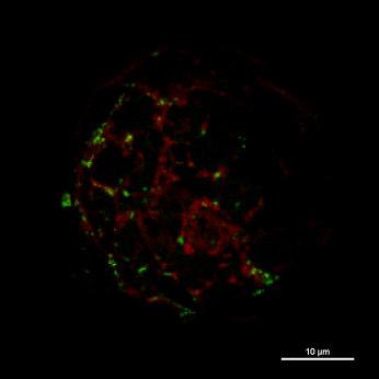 Podobnie, przedziały, w których występowało białko BIG5-EGFP, nie kolokalizowały ze znakowanymi fluorescencyjnie podjednostkami kompleksu egzocyst SEC8 i EXO70A1 (Ryc. 8).