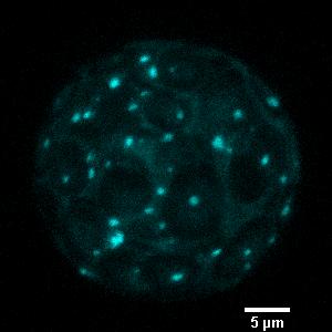 WYNIKI I DYSKUSJA 74 oddziałuje z jednym z paralogów podjednostki EXO70 kompleksu egzocyst u Arabidopsis (Hong i in., 2016).