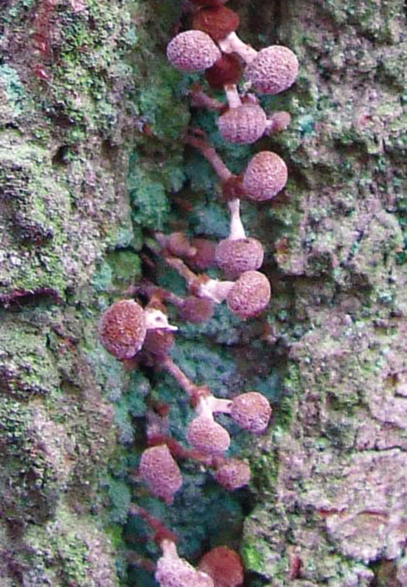 Chrońmy Przyr. Ojcz. rocznik 65, zeszyt 5, 2009. Ryc. 3. Owocniki suchogłówki korowej wyrastające z główek starych owocników rosnących na dębie w rezerwacie Bielawy (stanowisko nr 4; 7.12.2008 r.