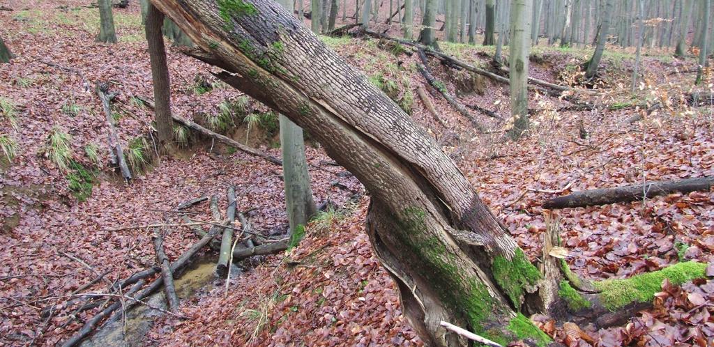 Chrońmy Przyr. Ojcz. rocznik 65, zeszyt 5, 2009. Ryc. 5. Półwywrot jesionowy w buczynie, nad strumieniem Chojnówka (rezerwat Bukowe Zdroje, stanowisko nr 29) opanowany przez suchogłówkę korową (7.12.