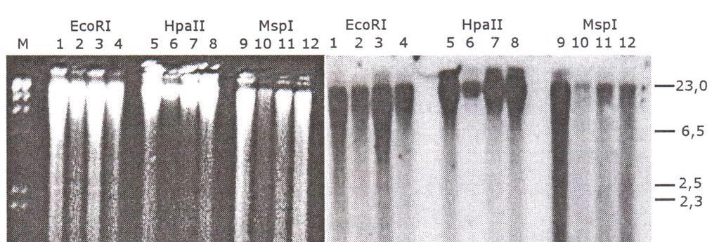 METYLACJA GENÓW rrna... 27 Fot. 2. A. Zdjęcie w świetle UV genomowego DNA pszenicy wybarwionego bromkiem etydyny, rozdzielonego w 1% Ŝelu agarozowym.