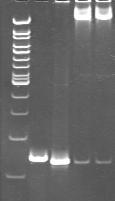 5. WYNIKI niecelowe, ze względu na minimalną różnicę długości między nimi (pds1 3833pz, pds1+o-35-3957pz, pds1+o-10,o1/2-10, pds1+o-35/-10, pds1+o-35/1/2-10 - 3963pz), która najprawdopodobniej nie