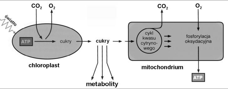 Określ, jaki rodzaj fosforylacji przedstawia powyższy schemat fragmentu procesu glikolizy.... Zadanie 18. (2 pkt) Schemat przedstawia współpracę chloroplastów i mitochondriów w komórce roślinnej.