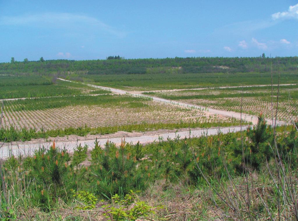 other heaps colonised by spontaneous succession have been experimentally transplanted to the heaps (Szarek-Łukaszewska 2011). In some parts of the ore heaps, self-seeding plants are emerging.