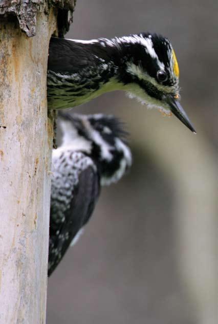Na Policy odnotowano obecność przynajmniej 5 gatunków ptaków wymienionych w Załączniku I Dyrektywy Ptasiej (jarząbek, cietrzew, dzięcioły: czarny i trójpalczasty), zamieszczonych także w Polskiej