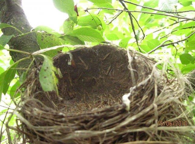 Pogorszenie stanu lasów Zaburzenia rozmnażania ptaków