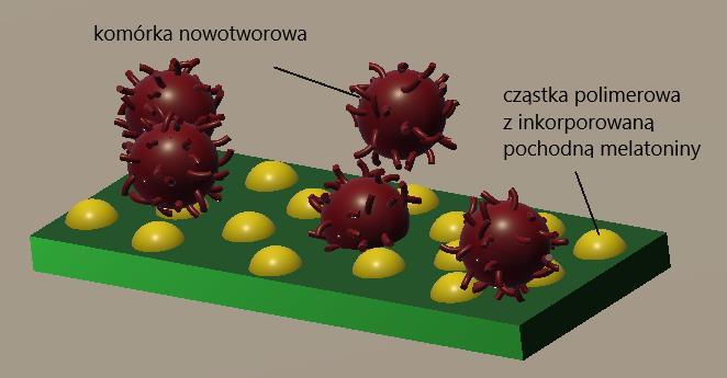 Inkorporacja melatoniny znakowanej fluoresceiną w biodegradowalnych cząstkach polimerowych Celem pracy licencjackiej jest otrzymanie pochodnej melatoniny znakowanej fluoresceiną.