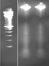 WYNIKI 101 A B Rycina 42. Udział inhibitora kaspazy-3 w regulacji degradacji DNA wywołanej działaniem Aβ 1-40.
