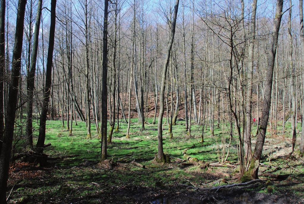 Wacław Florek, Iwona Tylman Ryc. 11. Dno dawnego stawu młyńskiego (km 0,6 0,8) z nasadzeniami olchy Fig. 11. The bottom of the old mill pond (km 0,6 0,8) planted with alders o 1,4 0,4 km.