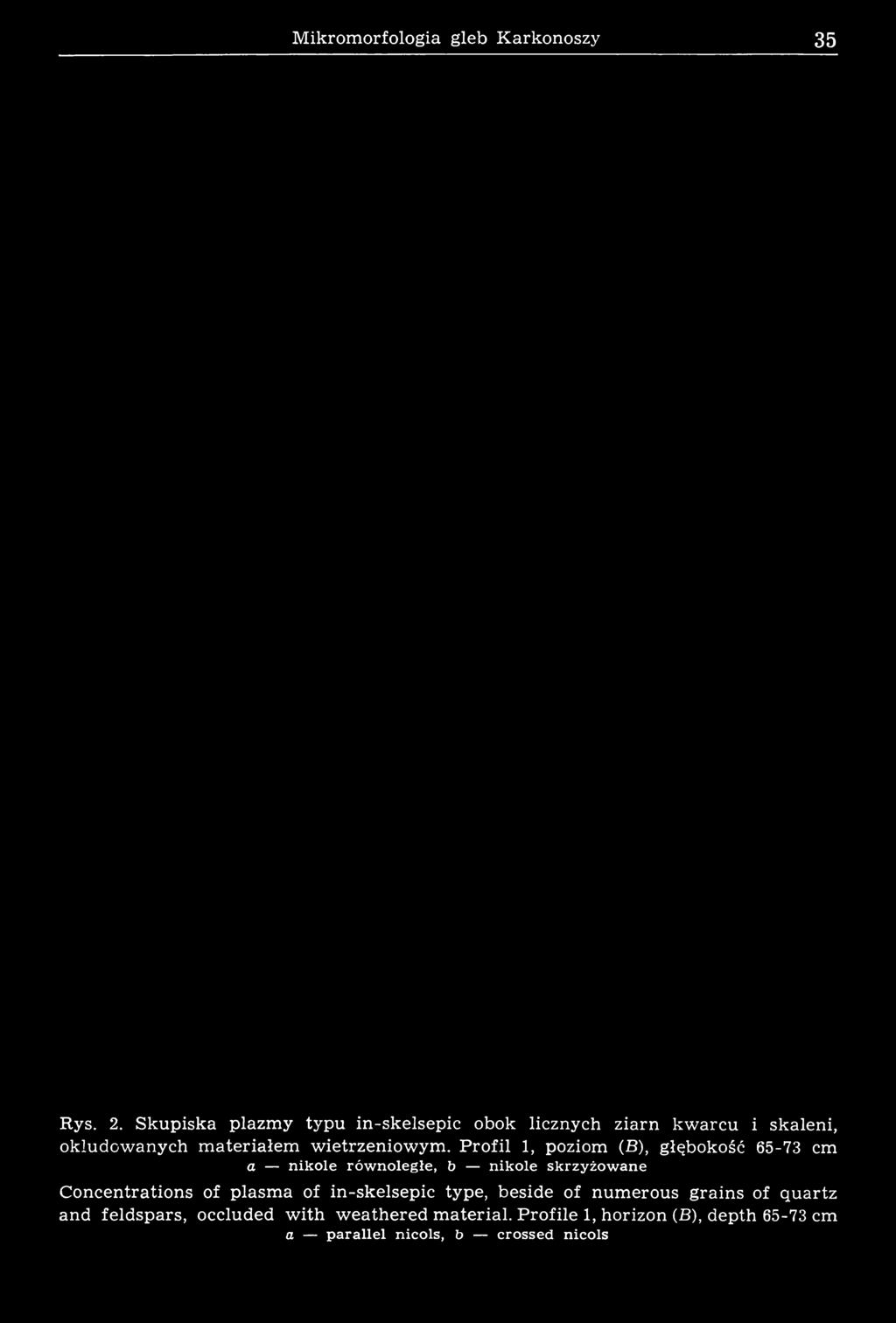 ym. Profil 1, poziom (B), głębokość 65-73 cm a nikole równoległe, b nikole skrzyżowane Concentrations of plasm a