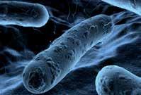 Mikrobiologicznie indukowana korozja (MIC), znana również jako korozja mikrobiologiczna lub korozja biologiczna, to pogarszanie się stanu różnych materiałów w wyniku aktywności metabolicznej
