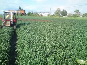 Wiosną preparat Axial 50 SC można stosować po ruszeniu wegetacji zbóż, tj. do początku fazy strzelania w źdźbło (BBCH 30) aż do fazy liścia flagowego (BBCH 37) rośliny uprawnej. (fot. AgroFoto.