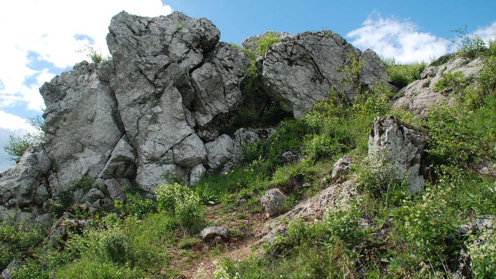 Góra Miedzianka szata roślinna 9 typów zbiorowisk roślinnych, w tym 4 jako siedliska przyrodnicze Natura 2000 348 gatunków