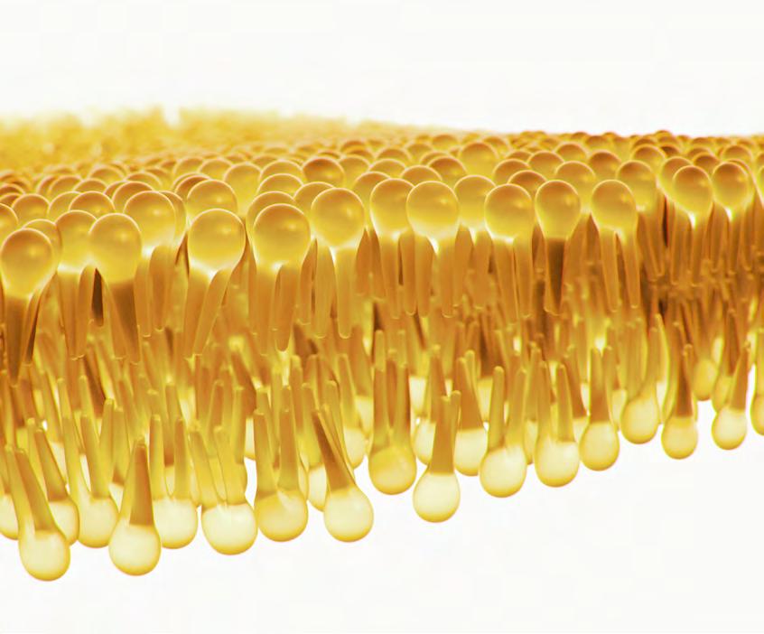 Dr. Rath VCP Vitamin-C-Palmitate Program wzbogacający z witaminą C, teraz jako uzupełnienie naszej popularnej formuły VitaCForte Witamina C jest kluczową molekułą całego metabolizmu komórkowego.