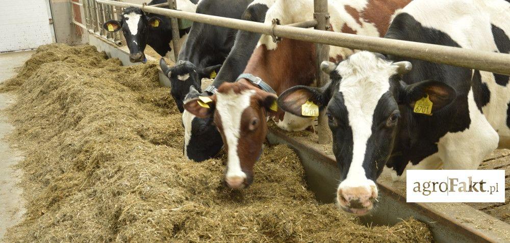 .pl System TMR w żywieniu bydła Autor: dr hab. inż. Rafał Bodarski Data: 15 sierpnia 2017 W ramach jednej farmy może istnieć duże zróżnicowanie bydła.