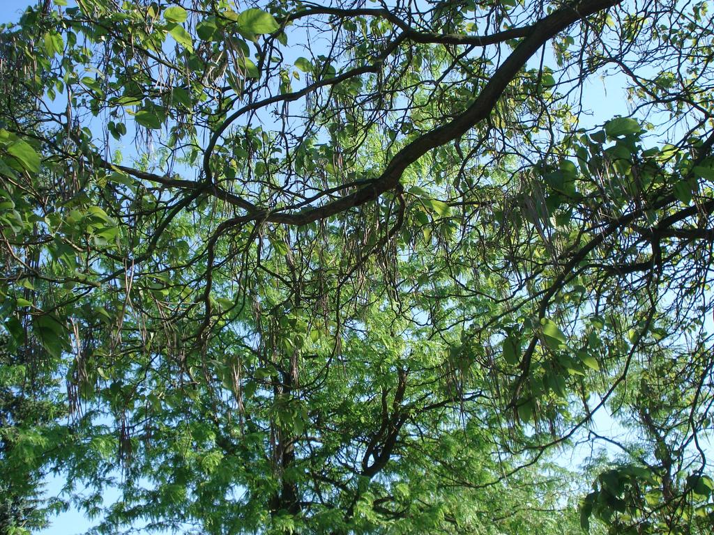SURMIA ZWYCZAJNA (KATALPA BIGNONIOWA) Bardzo okazałe drzewo z rodziny bignoniowatych. Pochodzi z Azji i Ameryki Północnej.