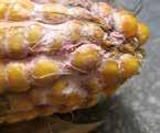 Najważniejsze choroby grzybowe kukurydzy: Drobna plamistość liści