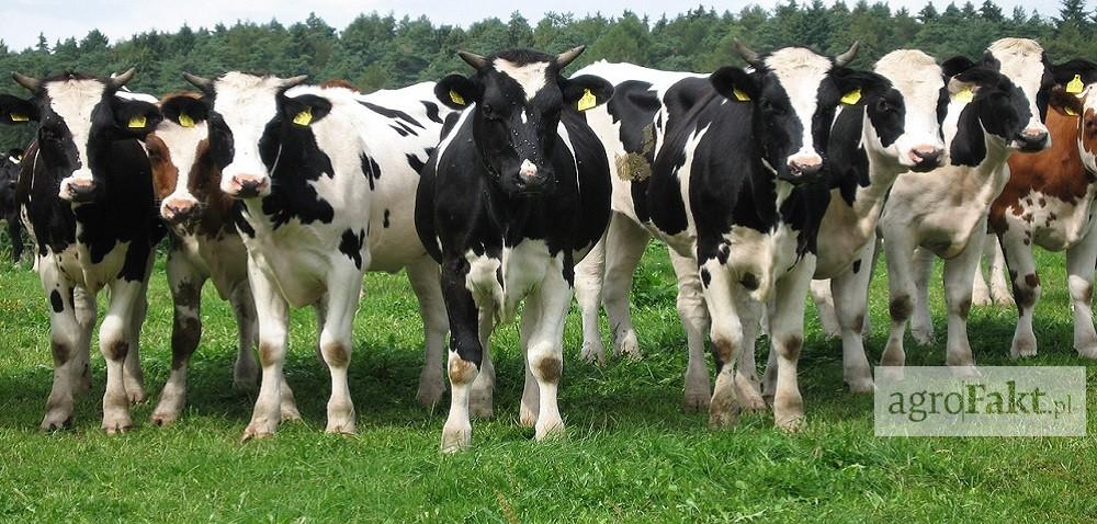 .pl https://www..pl Produkcja mleka na świecie - dobra koniunktura Autor: Ewa Ploplis Data: 20 października 2017 Poprawia się koniunktura na światowym rynku mleka.