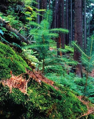 Termin ten oznacza przywrócenie naturze gatunku, który kiedyś występował, lecz z powodu różnych przyczyn, często za sprawą działalności człowieka, wyginął lub znajduje się na krawędzi wyginięcia.