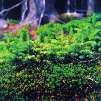 natura sama regeneruje swoje zasoby W latach nasiennych teren obsiewany jest tysiącami nasion. Dzięki aparatowi lotnemu nasiona przenoszone są przez wiatr na kilka kilometrów.