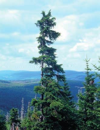 PRZySTaneK 10 Górna granica lasu Znajdujemy się na wysokości około 1250 m n.p.m., która w Karkonoszach oznacza górną granicę występowania lasu.