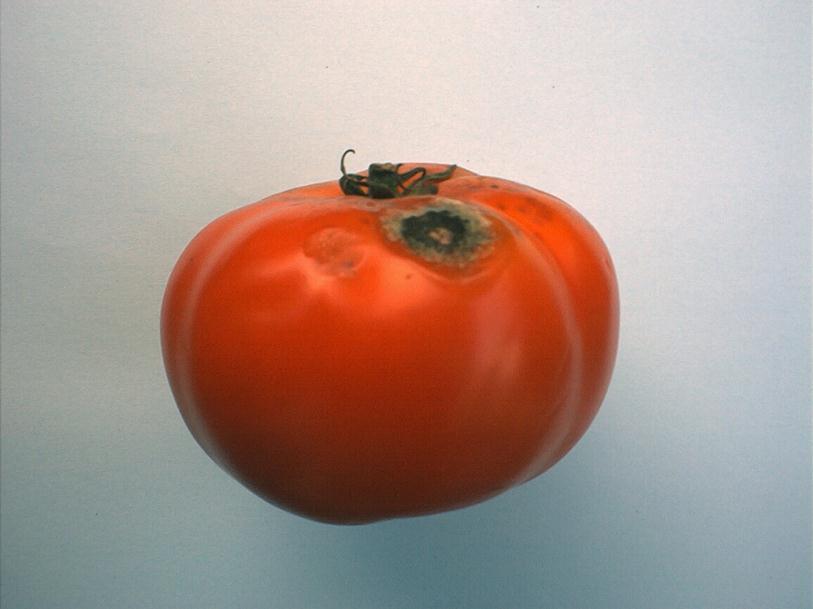 - zdrowe; nie dopuszcza się pomidorów z objawami gnicia lub z innymi zmianami, które czynią je niezdatnymi do spożycia Pomidory powinny być wolne od objawów chorobowych lub zepsucia, które pogarszają