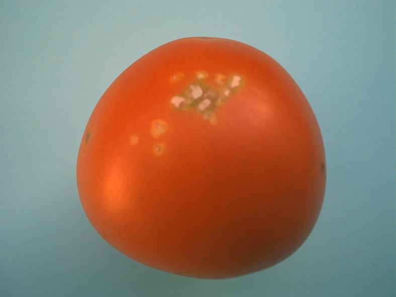 Zdjęcie nr 14 pomidor ze zmianami chorobowymi niedopuszczalny nie spełnia wymagań minimalnych - czyste, praktycznie wolne od jakichkolwiek widocznych zanieczyszczeń obcych Pomidory powinny być