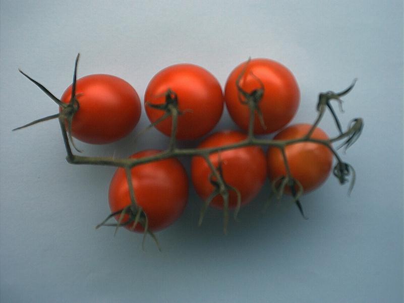 Zdjęcie nr 17 gałązka i szypułki, które utraciły świeżość Stopień dojrzałości i rozwoju oraz jakość pomidorów powinna być taka, aby mogły: - wytrzymać transport i manipulacje, oraz - dotrzeć do