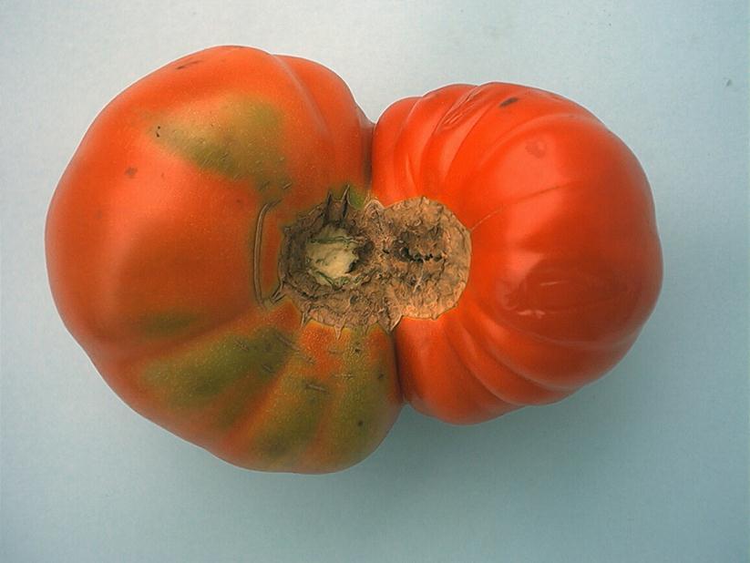 (iii) Klasa II Do tej klasy zalicza się pomidory, które nie odpowiadają wymaganiom klas wyższych, ale spełniają wyżej określone wymagania minimalne.