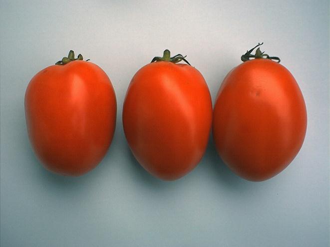B. Tolerancje dotyczące wielkości Dla wszystkich klas jakości dopuszcza się: 10 % liczbowo lub wagowo pomidorów o wielkości niezgodnej z deklarowaną, lecz mieszczących się w sąsiednich przedziałach