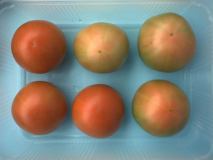 W celu zachowania jednolitości pod względem barwy pomidory powinny mieć zbliżoną barwę np. w jednym opakowaniu mogą być pomidory dojrzałe oraz jeszcze nie w pełni dojrzałe o nieco jaśniejszej barwie.