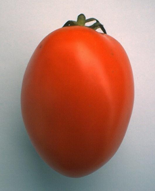 Są to pomidory z dobrze zaznaczonymi karbami wokół działek kielicha.