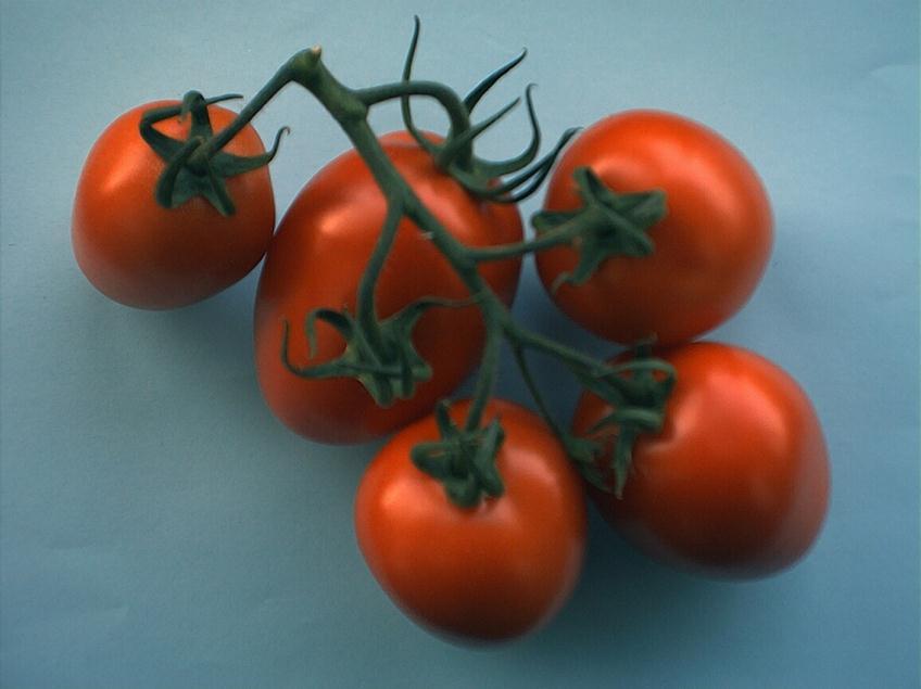 cherry ( wiśnia ) (wliczając pomidory