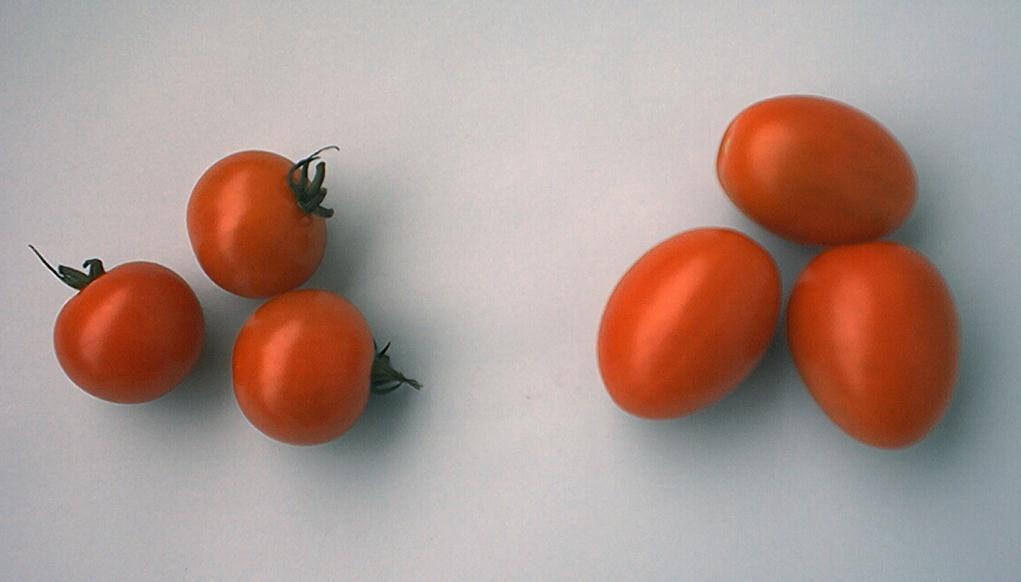 Pomidory cherry (wiśnia) są to pomidory drobnoowocowe typu okrągłego,