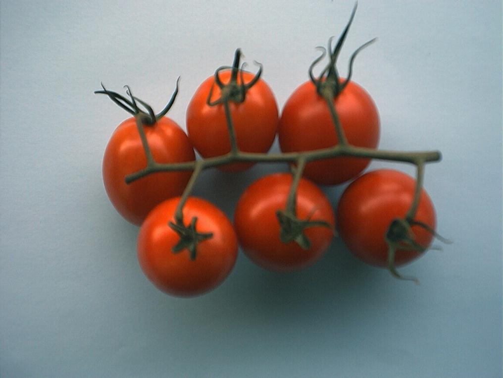 Zdjęcie nr 9 pomidory koktajlowe na gałązce II. POSTANOWIENIA DOTYCZĄCE JAKOŚCI Celem normy jest określenie wymagań jakościowych dla pomidorów po ich przygotowaniu i zapakowaniu. A.