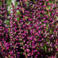 v. Redbud 25 45