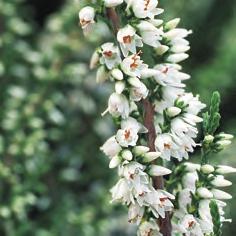 Long White 60 45