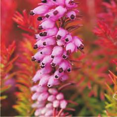 carnea Springwood