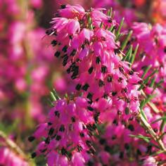 E.carnea Tanja 15