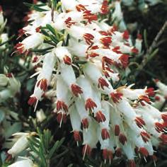 carnea Vivellii 15