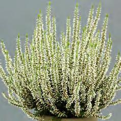 25  Elisa(s) 30 35