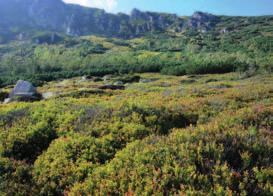 1928) Jenik 1961 Rzadkie zbiorowisko, uznawane za najbogatsze florystycznie w piętrze subalpejskim, będące naturalną łąką górską zdominowaną przez trzcinniki owłosionego Calamagrostis villosa i
